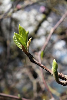 Magnolia x soulangeana - šácholan soulangeanův - jarní pučení